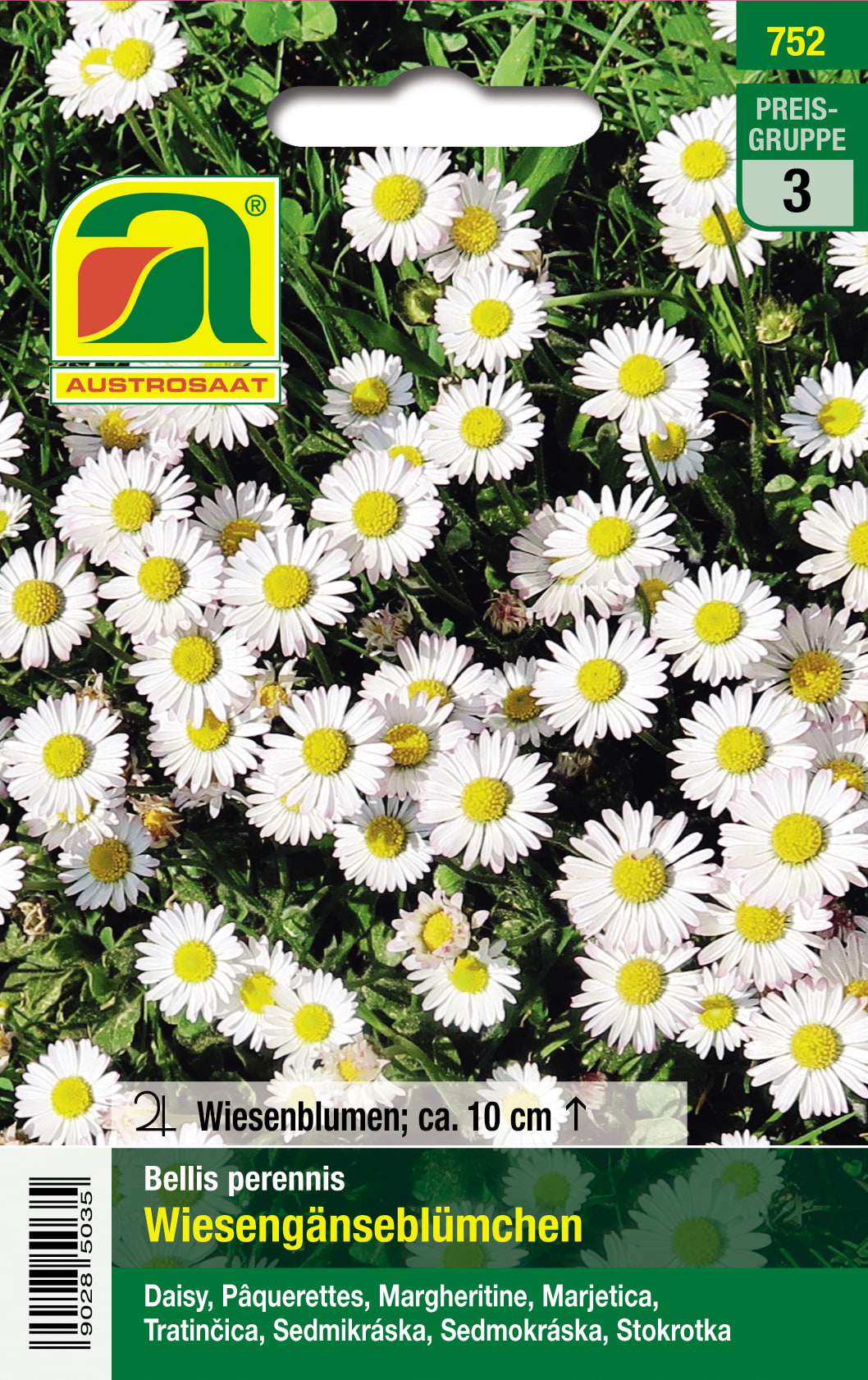 Wiesen-Gänseblümchen