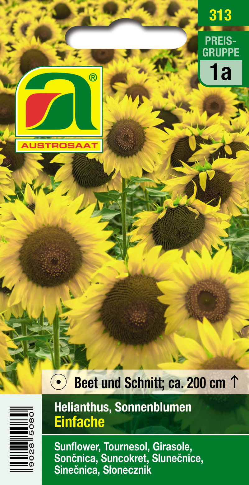 Einfache Sonnenblume